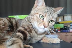 Alerte Disparition Chat croisement  Femelle , 0 ans Cernay France