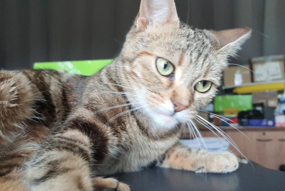 Alerte Disparition Chat croisement  Femelle , 0 ans Cernay France