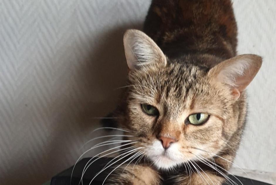 Alerte Disparition Chat croisement  Femelle , 0 ans Cernay France