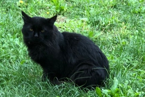 Alerte Découverte Chat Inconnu Saint-Jeannet France