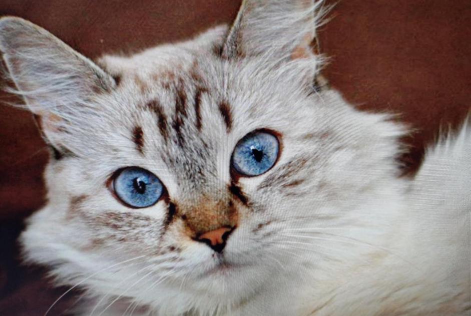 Alerte Disparition Chat  Femelle , 10 ans Soullans France