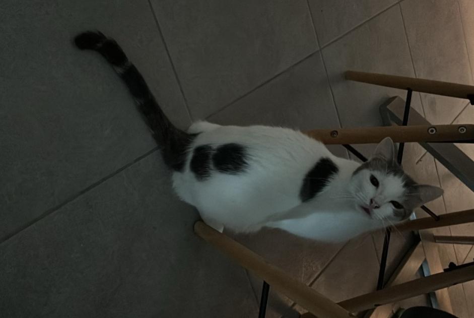 Alerte Disparition Chat Mâle , 1 ans Verrens-Arvey France