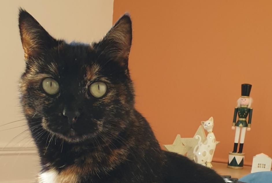 Alerte Disparition Chat  Femelle , 6 ans Mondeville France