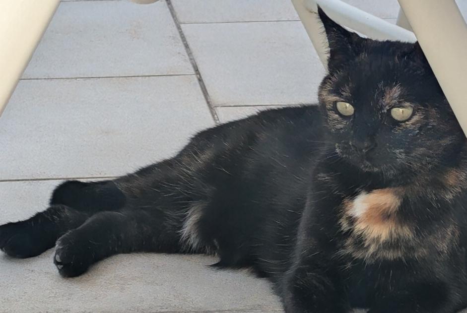 Alerte Disparition Chat  Femelle , 6 ans Mondeville France