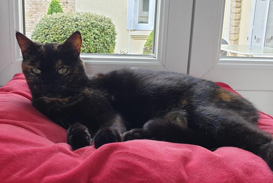 Alerte Disparition Chat  Femelle , 6 ans Mondeville France