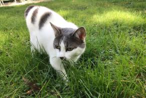 Alerte Disparition Chat croisement  Femelle , 6 ans Palluau France