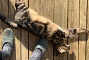 Alerte Découverte Chat croisement  Mâle Saintry-sur-Seine France