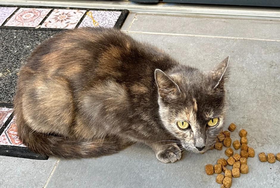 Alerte Découverte Chat croisement  Femelle Maisons-Alfort France