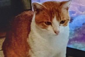 Alerte Disparition Chat croisement  Mâle , 4 ans Saint-Cyprien France