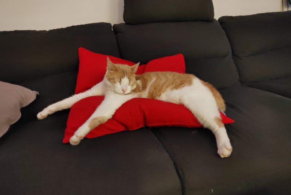 Alerte Disparition Chat croisement  Mâle , 3 ans Crotenay France