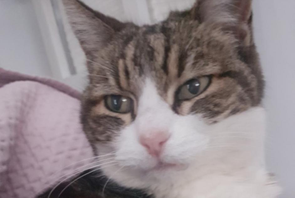 Alerte Disparition Chat croisement  Femelle , 24 ans Villefranche-sur-Mer France