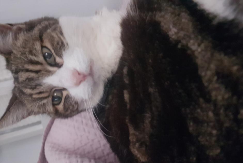 Alerte Disparition Chat croisement  Femelle , 24 ans Villefranche-sur-Mer France