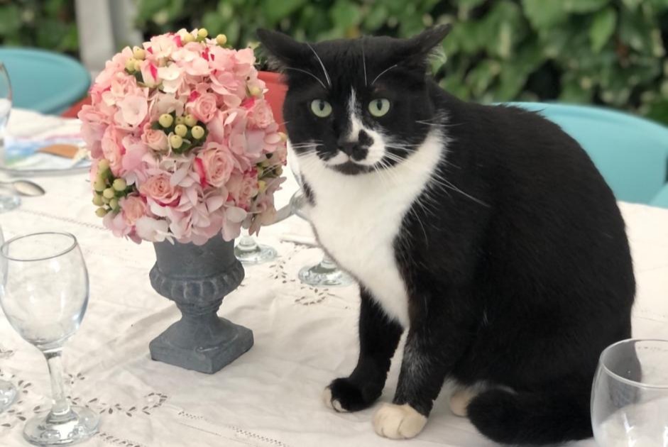 Alerte Disparition Chat croisement  Mâle , 7 ans Chartres France