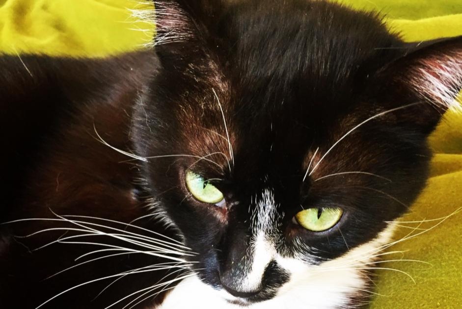 Alerte Disparition Chat croisement  Mâle , 7 ans Chartres France