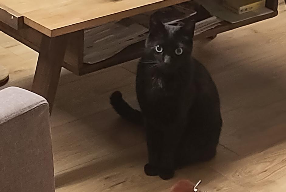 Alerte Disparition Chat croisement  Mâle , 9 ans Saint-Fiacre-sur-Maine France