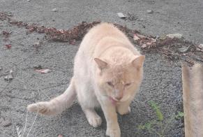 Alerte Découverte Chat Mâle Bayonne France