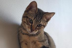 Alerte Disparition Chat Mâle , 0 ans Valence France