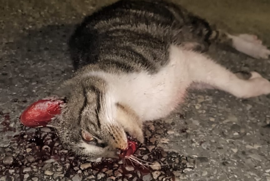 Alerte Découverte Chat croisement  Inconnu Carpentras France