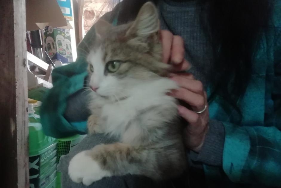 Alerte Découverte Chat croisement  Femelle , 2 ans Mirepoix France