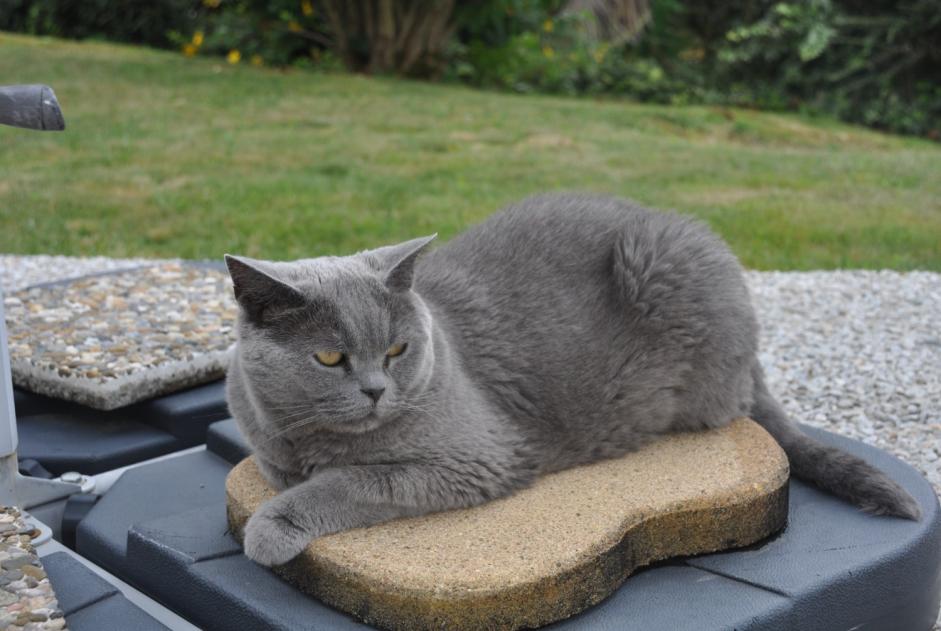 Alerte Disparition Chat  Femelle , 10 ans Andoins France