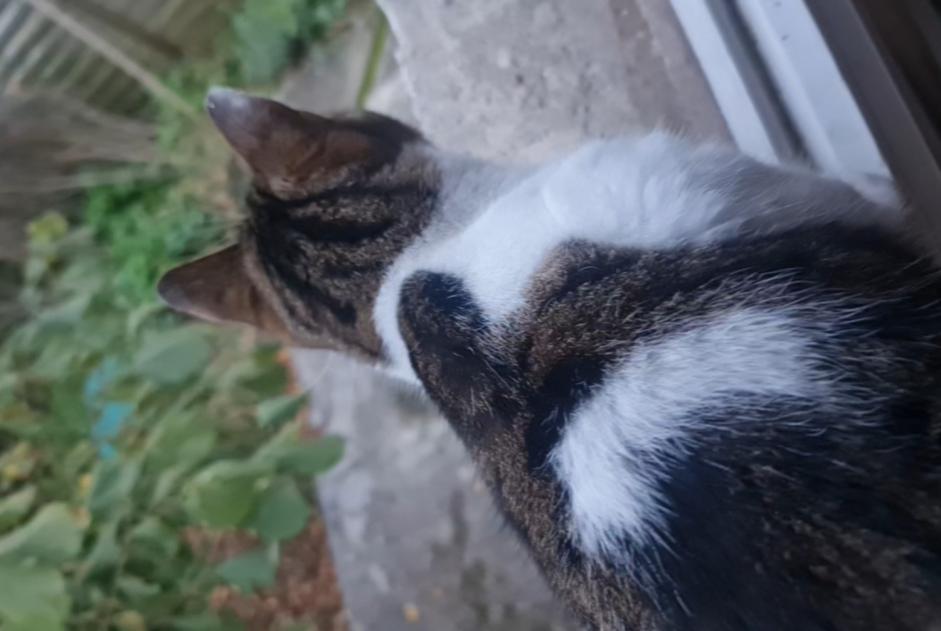 Alerte Disparition Chat Femelle , 5 ans Saint-Denis France