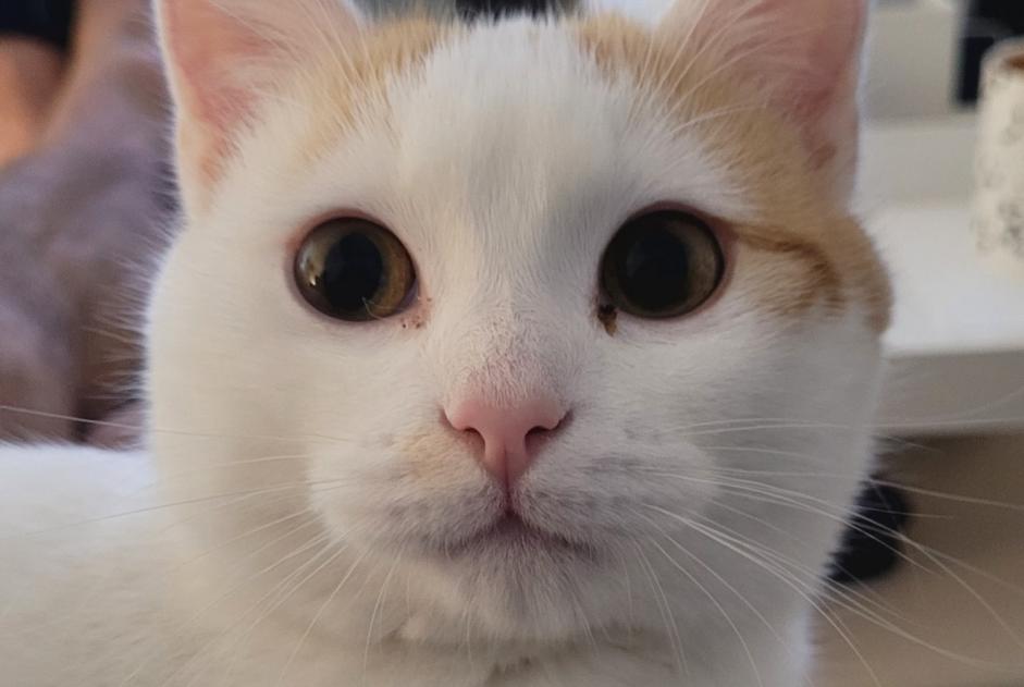 Alerte Disparition Chat Mâle , 2 ans Semblançay France