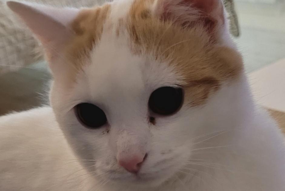 Alerte Disparition Chat Mâle , 2 ans Semblançay France