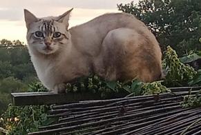 Alerte Disparition Chat croisement  Mâle , 1 ans Grazac France