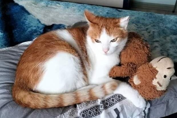 Alerte Disparition Chat croisement  Mâle , 10 ans Saint-Laurent-sur-Mer France