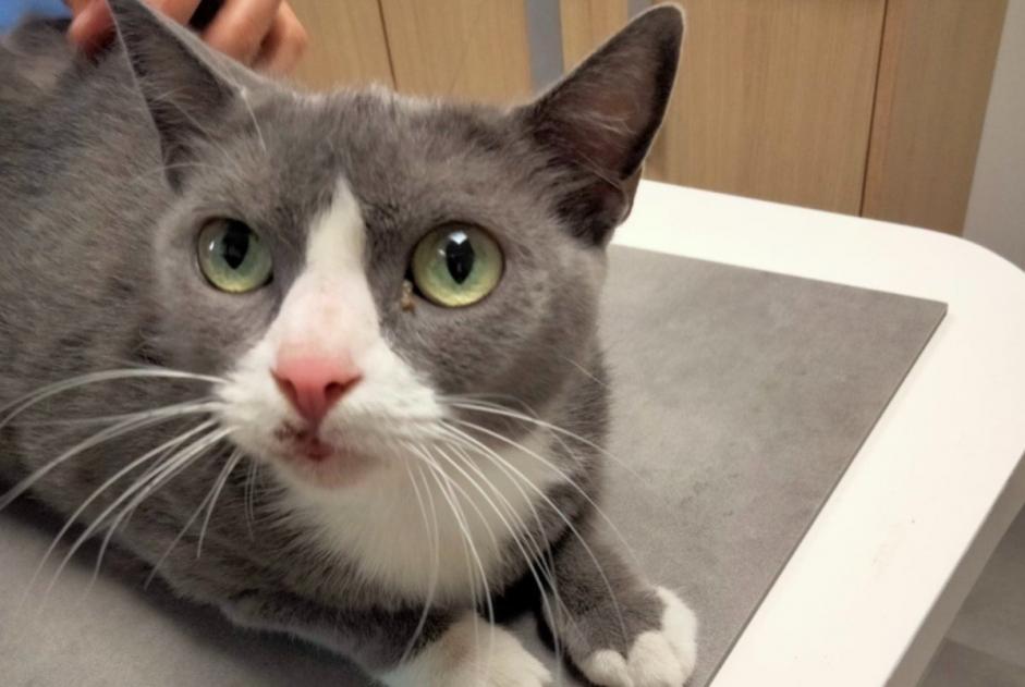 Alerte Découverte Chat Femelle , 8 ans Bayonne France