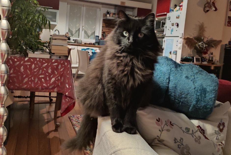 Alerte Disparition Chat croisement  Mâle , 5 ans Fourchambault France