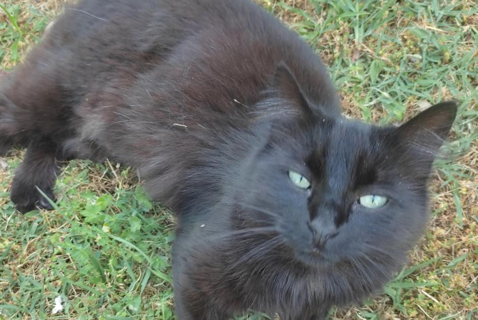 Alerte Disparition Chat croisement  Mâle , 5 ans Fourchambault France