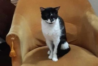 Alerte Disparition Chat Mâle , 2 ans Beauzelle France