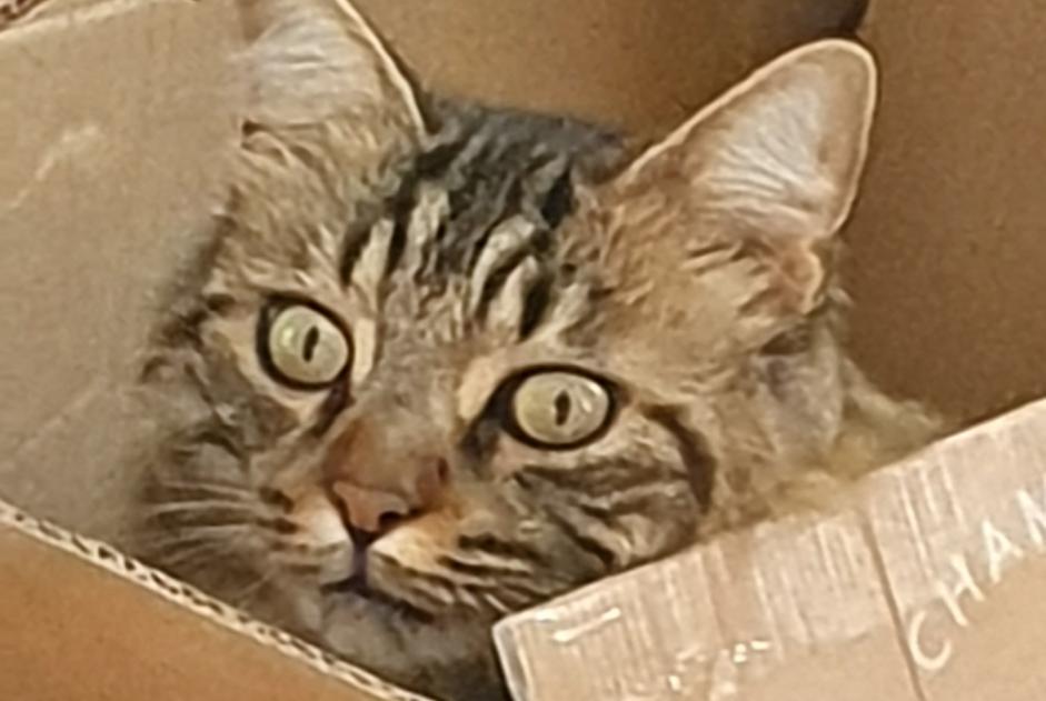 Alerte Disparition Chat  Mâle , 6 ans Sillingy France