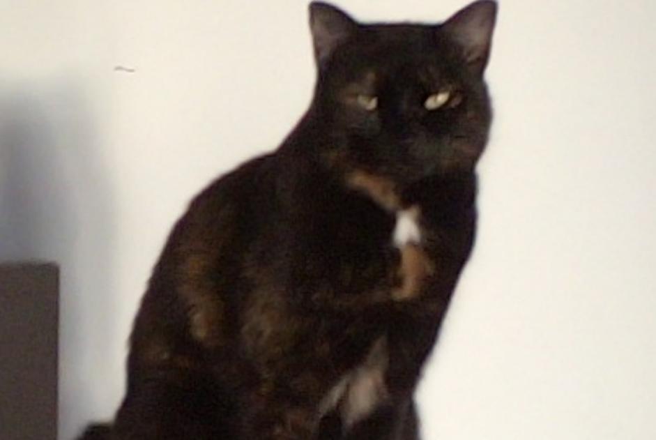 Alerte Disparition Chat croisement  Femelle , 4 ans Sauzet France