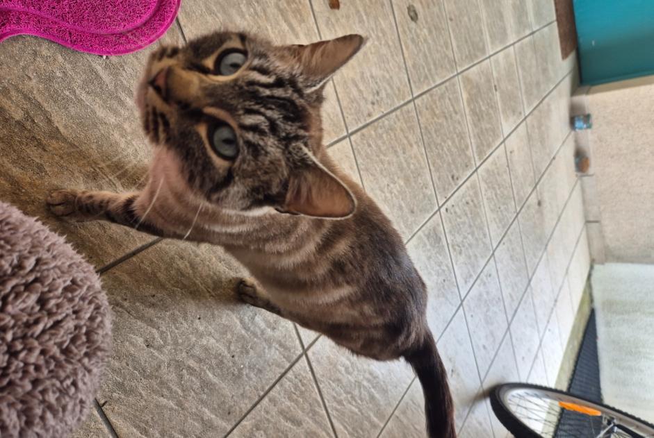 Alerte Découverte Chat croisement  Femelle Villebarou France