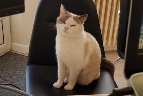 Alerte Disparition Chat croisement  Mâle , 6 ans Mouret France