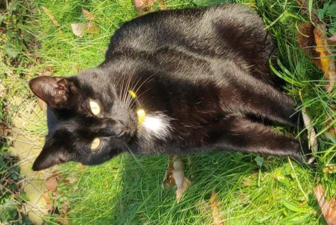 Alerte Disparition Chat croisement  Mâle , 6 ans Champcevinel France