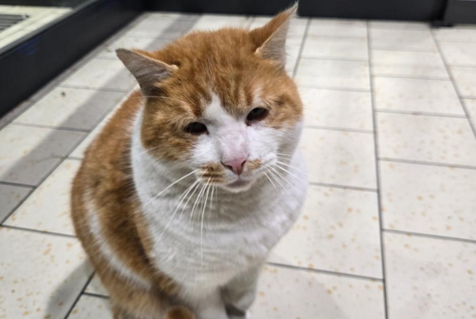 Alerte Découverte Chat croisement  Inconnu Fontenay-sous-Bois France