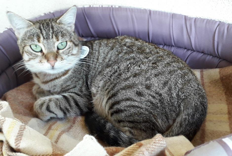 Alerte Disparition Chat croisement  Femelle , 6 ans Bédarieux France