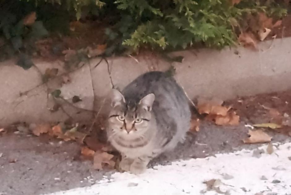 Alerte Découverte Chat croisement  Inconnu Auberives-sur-Varèze France