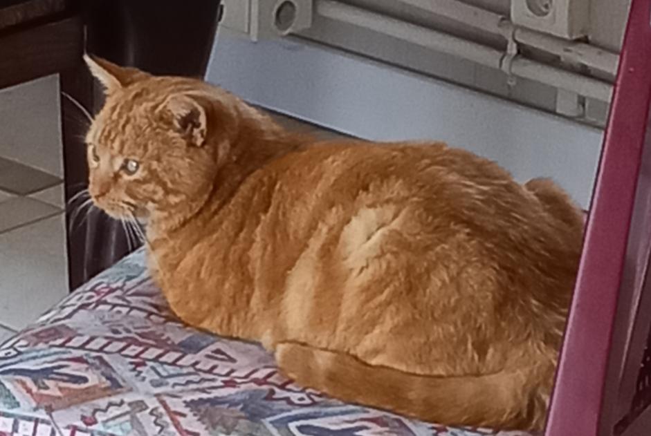 Alerte Disparition Chat Mâle , 2 ans Breteuil France