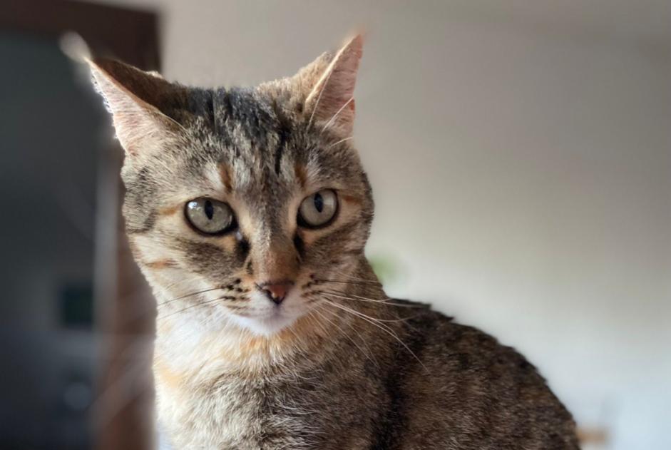 Alerte Disparition Chat croisement  Femelle , 6 ans La Ciotat France