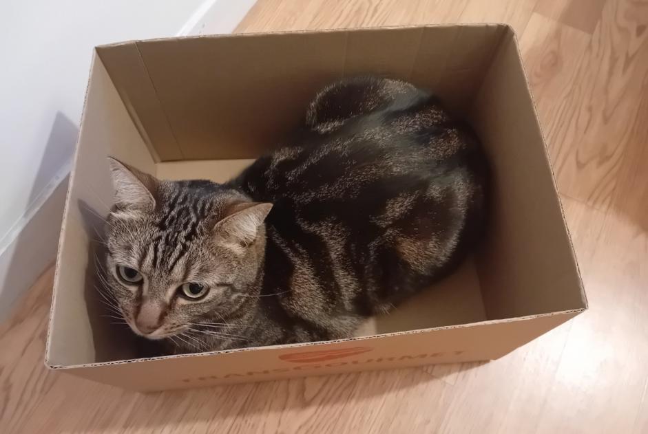 Alerte Disparition Chat croisement  Mâle , 6 ans Rennes France