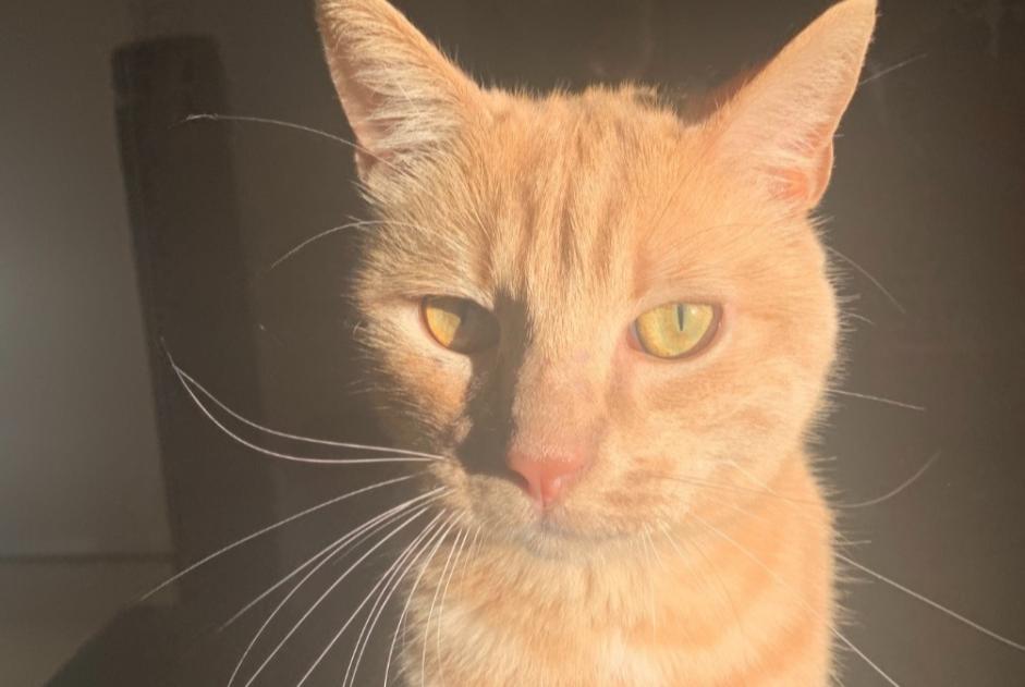 Alerte Disparition Chat Mâle , 3 ans Le Crès France