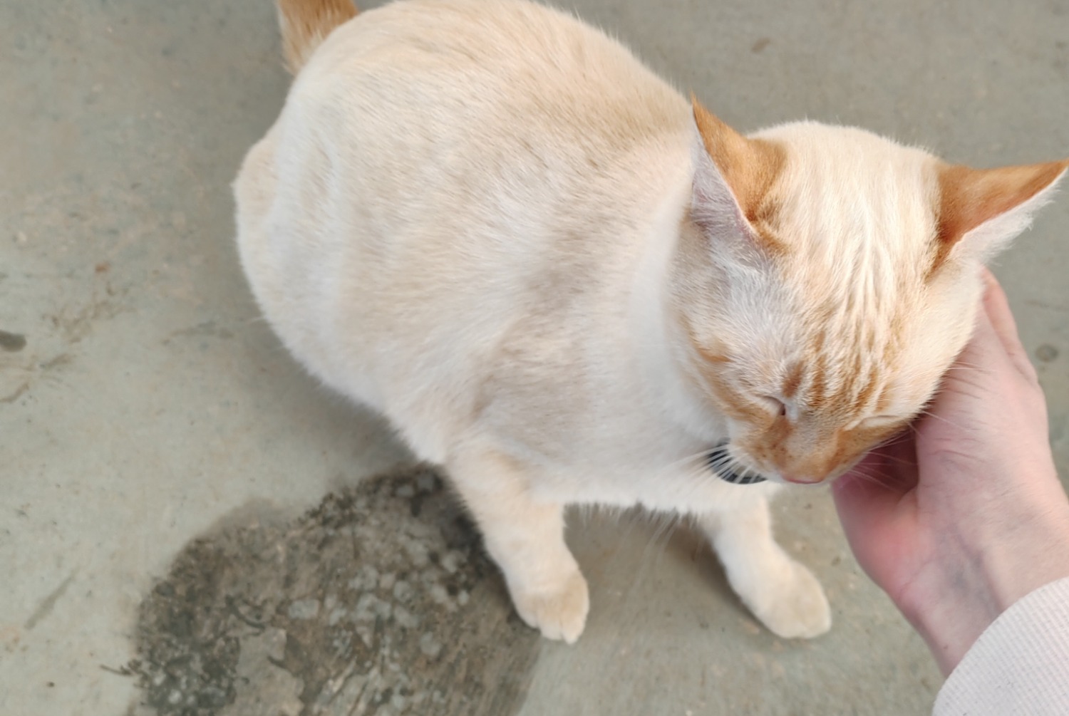 Alerte Découverte Chat croisement  Mâle , 2025 ans Millau France