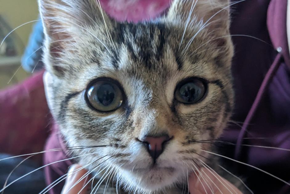 Alerte Découverte Chat croisement  Femelle Sioniac France