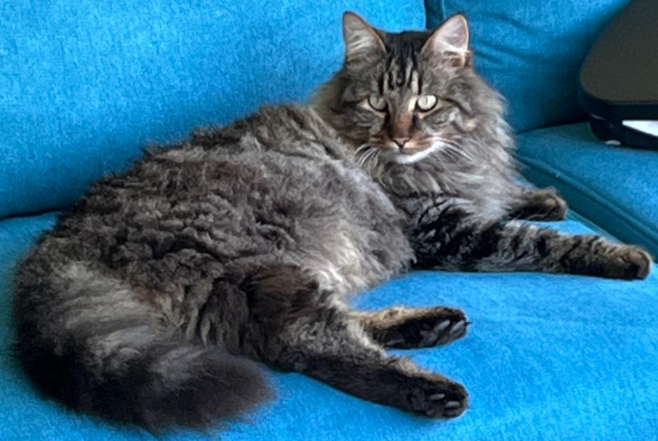 Alerte Disparition Chat croisement  Mâle , 5 ans Baule France