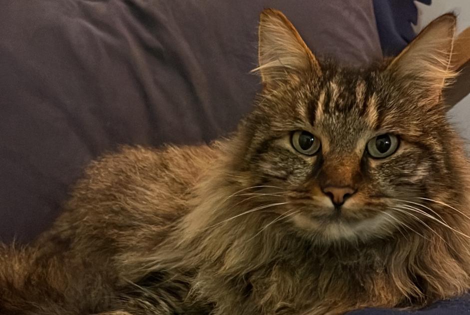 Alerte Disparition Chat croisement  Mâle , 5 ans Baule France