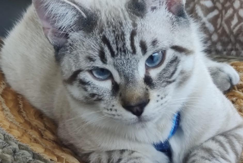 Alerte Disparition Chat croisement  Mâle , 1 ans Trets France